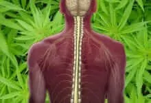מריחואנה לטיפול בפגיעות עמוד-שדרה